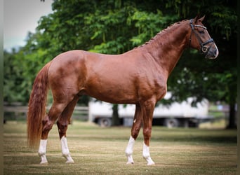 Westfale, Hengst, 3 Jahre, 172 cm, Fuchs