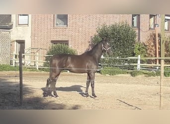 Westfale, Hengst, 3 Jahre, 172 cm, Grullo
