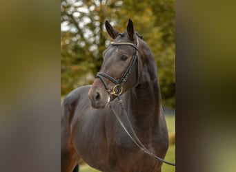 Westfale, Hengst, 3 Jahre, 173 cm, Dunkelbrauner