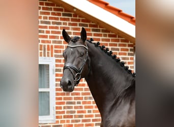 Westfale, Hengst, 3 Jahre, 173 cm, Schwarzbrauner