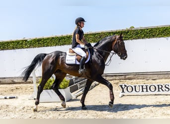 Westfale, Hengst, 3 Jahre, 175 cm, Dunkelbrauner