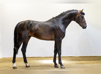 Westfale, Hengst, 3 Jahre, 175 cm, Dunkelbrauner