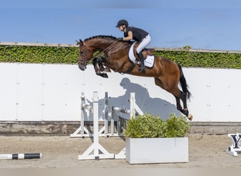 Westfale, Hengst, 3 Jahre, 176 cm, Brauner