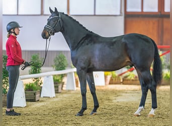 Westfale, Hengst, 3 Jahre, Brauner