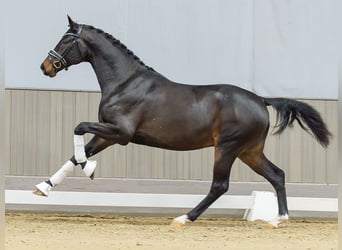 Westfale, Hengst, 3 Jahre, Brauner