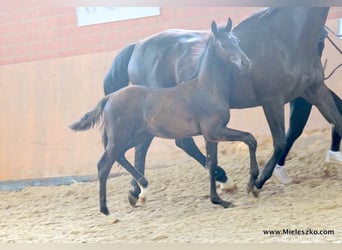 Westfale, Hengst, 3 Jahre