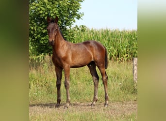 Westfale, Hengst, 3 Jahre, Dunkelbrauner