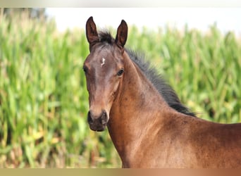 Westfale, Hengst, 3 Jahre, Dunkelbrauner