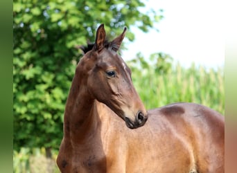 Westfale, Hengst, 3 Jahre, Dunkelbrauner
