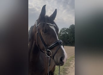 Westfale, Hengst, 4 Jahre, 161 cm, Dunkelbrauner