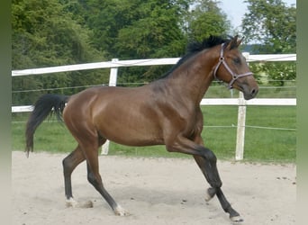 Westfale, Hengst, 4 Jahre, 167 cm, Brauner