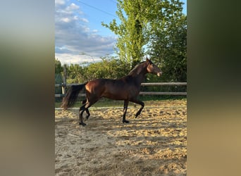 Westfale, Hengst, 4 Jahre, 168 cm, Brauner