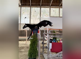 Westfale, Hengst, 4 Jahre, 169 cm, Rappe