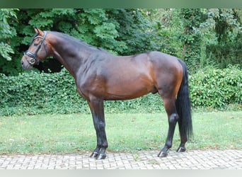 Westfale, Hengst, 4 Jahre, 170 cm, Rotbrauner
