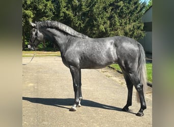 Westfale, Hengst, 4 Jahre, 170 cm, Schimmel