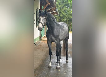 Westfale, Hengst, 4 Jahre, 170 cm, Schimmel