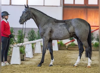 Westfale, Hengst, 4 Jahre, Schimmel