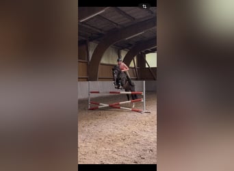Westfale, Hengst, 5 Jahre, 163 cm, Dunkelbrauner