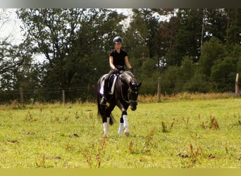 Westfale, Hengst, 5 Jahre, 163 cm, Rappe