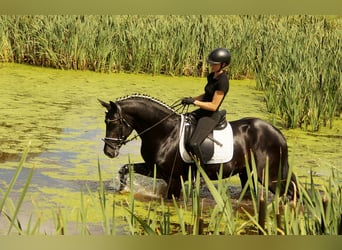 Westfale, Hengst, 5 Jahre, 163 cm, Rappe