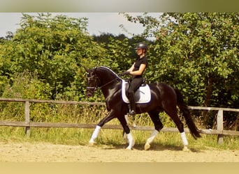 Westfale, Hengst, 5 Jahre, 163 cm, Rappe