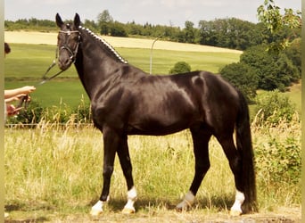 Westfale, Hengst, 5 Jahre, 163 cm, Rappe