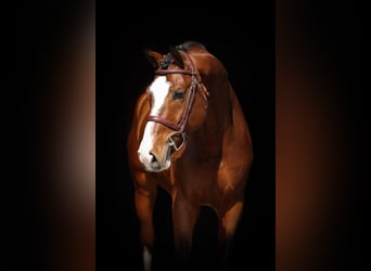 Westfale, Hengst, 5 Jahre, 167 cm, Brauner