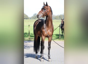 Westfale, Hengst, 5 Jahre, 167 cm, Falbe