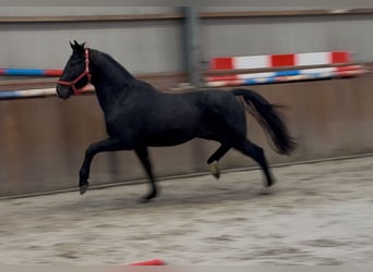 Westfale, Hengst, 5 Jahre, 168 cm, Rappe