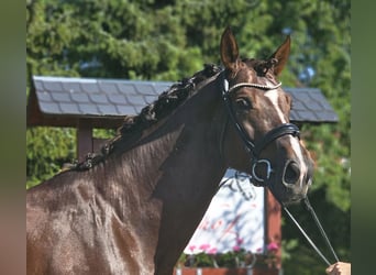 Westfale, Hengst, 5 Jahre, 172 cm, Dunkelfuchs