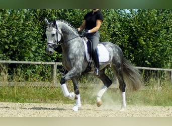 Westfale, Hengst, 6 Jahre, 164 cm, Schimmel