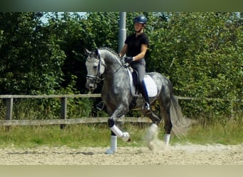 Westfale, Hengst, 6 Jahre, 164 cm, Schimmel