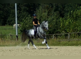 Westfale, Hengst, 6 Jahre, 164 cm, Schimmel