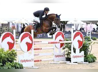 Westfale, Hengst, 6 Jahre, 169 cm, Brauner