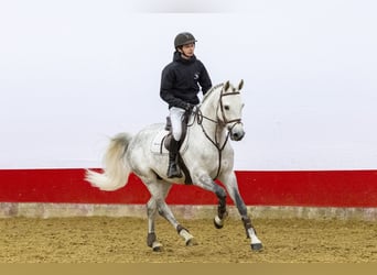 Westfale, Hengst, 7 Jahre, 164 cm, Schimmel