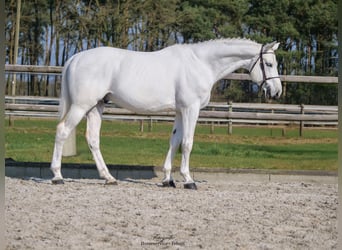 Westfale, Hengst, 9 Jahre, 168 cm, Schimmel