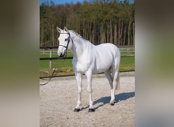 Westfale, Hengst, 9 Jahre, 168 cm, Schimmel