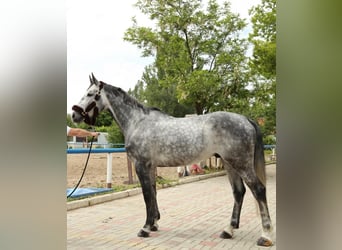 Westfale, Hengst, 9 Jahre, 172 cm, Schimmel