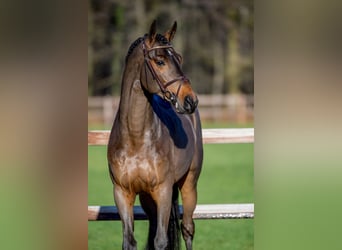 Westfale, Hengst, 8 Jahre, 167 cm, Dunkelbrauner