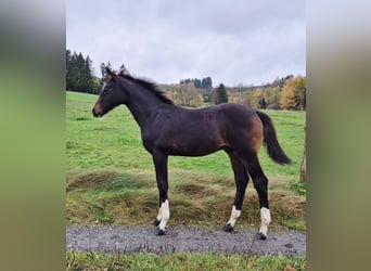 Westfale, Hengst, Fohlen (06/2025), 165 cm, Dunkelbrauner