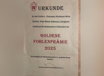 Westfale, Hengst, Fohlen (05/2025), 168 cm, Schimmel