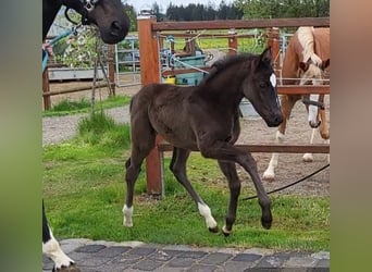 Westfale, Hengst, , 168 cm, Schwarzbrauner