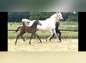 Westfale, Hengst, , 169 cm, Schimmel