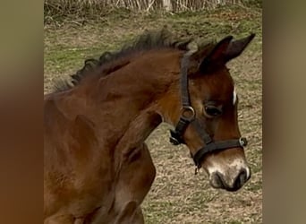 Westfale, Hengst, , 170 cm, Brauner