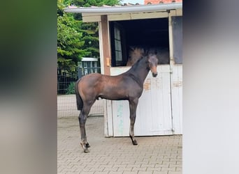 Westfale, Hengst, Fohlen (05/2026), 170 cm, Dunkelbrauner