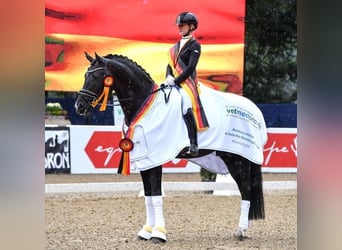 Westfale, Hengst, Fohlen (04/2026), 170 cm, Dunkelbrauner