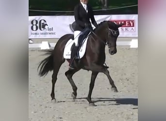 Westfale, Hengst, Fohlen (04/2026), 170 cm, Dunkelbrauner