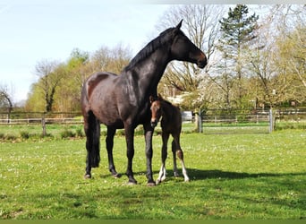 Westfale, Hengst, Fohlen (04/2026), 170 cm, Dunkelbrauner