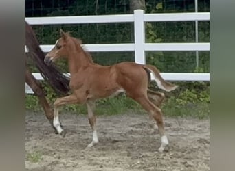 Westfale, Hengst, Fohlen (05/2026), 170 cm, Dunkelfuchs
