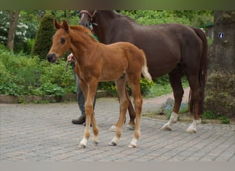 Westfale, Hengst, Fohlen (03/2026), 170 cm, Dunkelfuchs